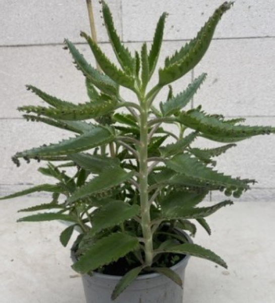 Kalanchoe daigremontiana 1